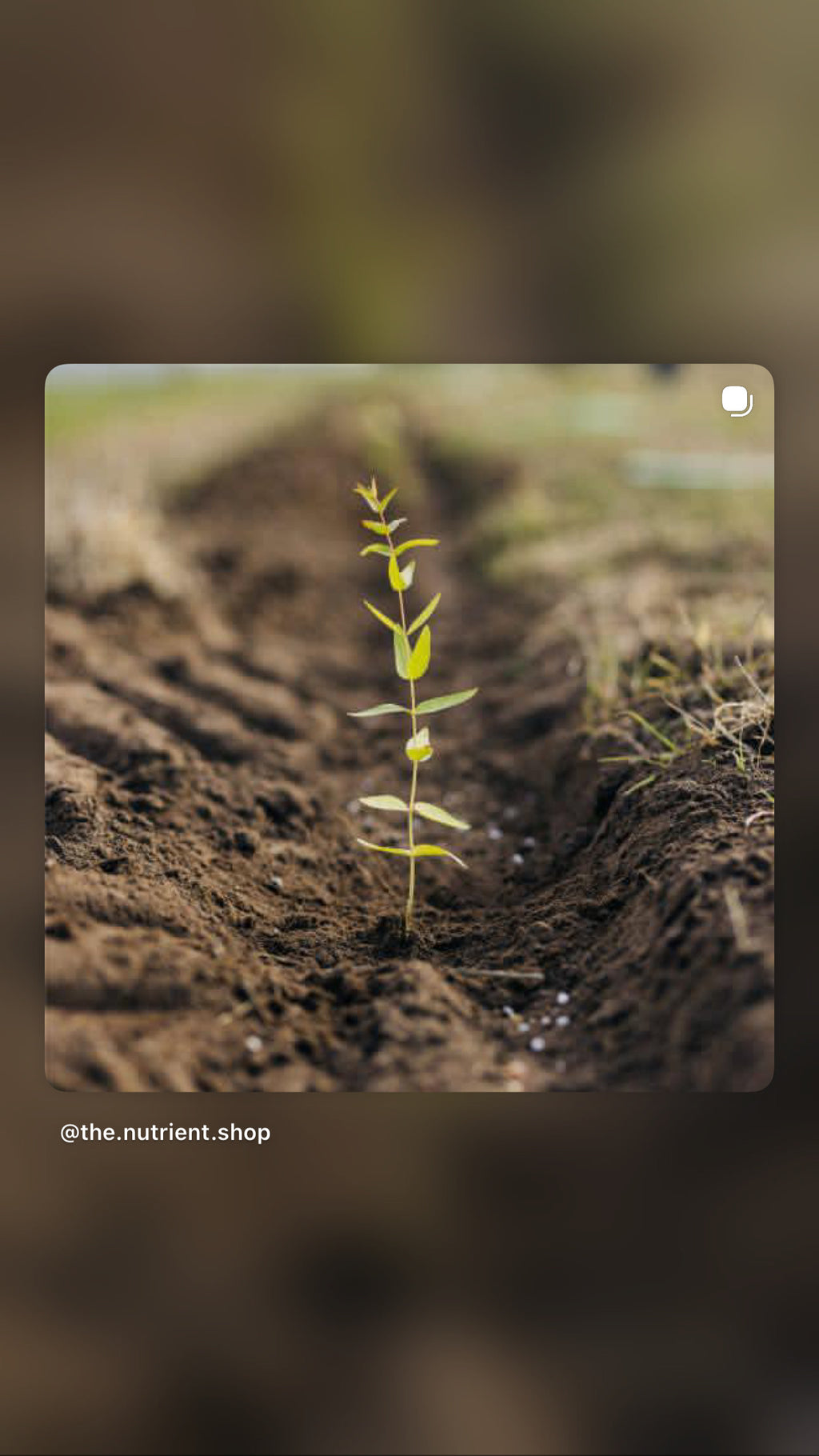 Donation of a Tree - One Tree Planted