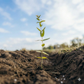 Donation of a Tree - One Tree Planted