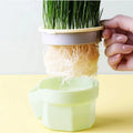 The "Mess-Free" Cat Grass Planter – Soilless Hydroponic Tray