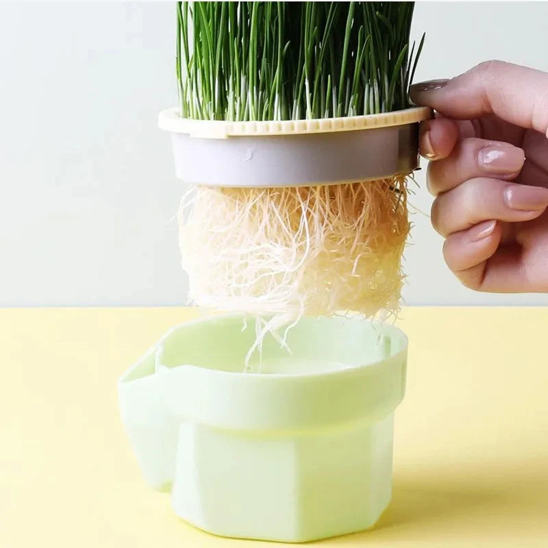 Hydroponic Cat Grass Roots