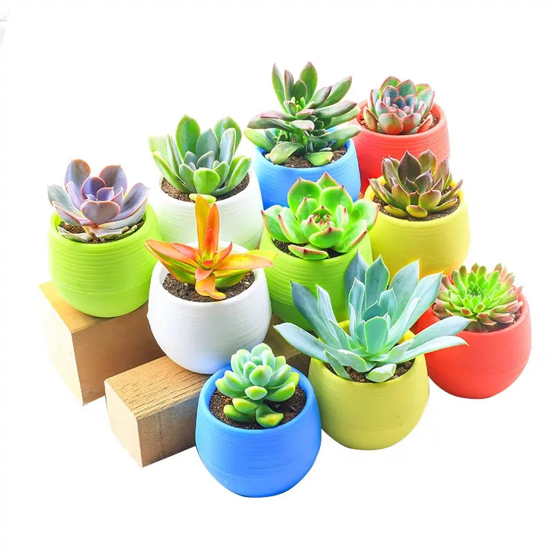 S1c6453ff701a4c5bb5831a5bb227e4dfO