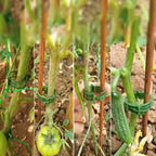 S6dd8833f97b8403685d5679d94b63d6fC