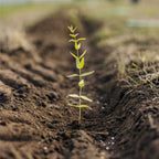Tree growing after being planted