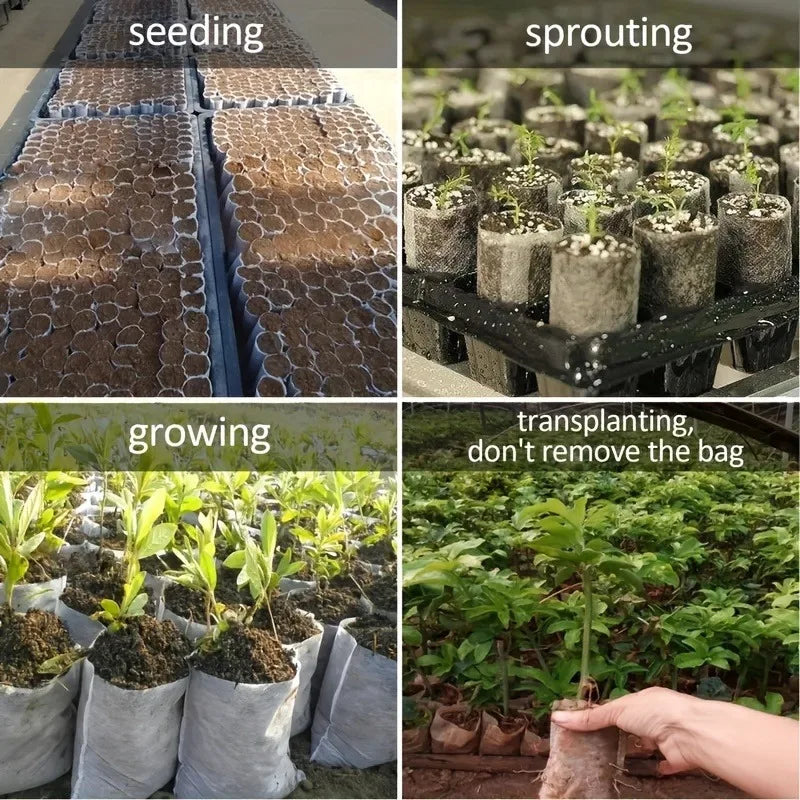 seeding, sprouting, growing and transplanting